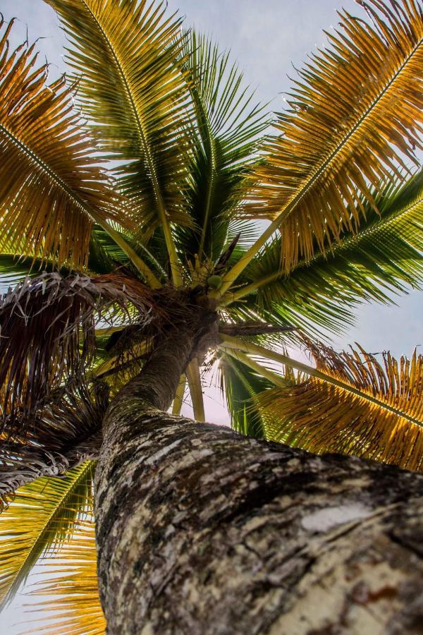 Dona Mara Gastro Hotel Bocas del Toro Eksteriør billede